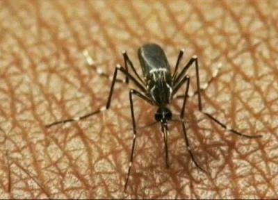 ویروس نیل غربی 17 نفر را در یونان به کام مرگ فرستاد