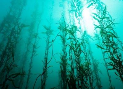 کشند سبز در خلیج فارس مشاهده شد