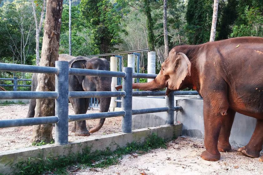 خانه سالمندان فیل ها در پوکت؛ مکانی آگاهی بخش برای گردشگران