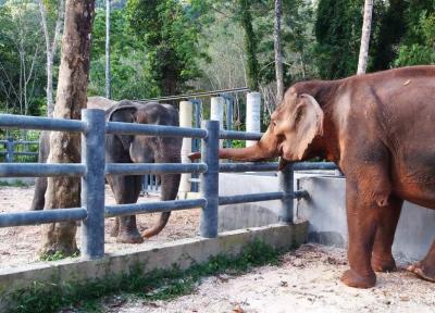 خانه سالمندان فیل ها در پوکت؛ مکانی آگاهی بخش برای گردشگران