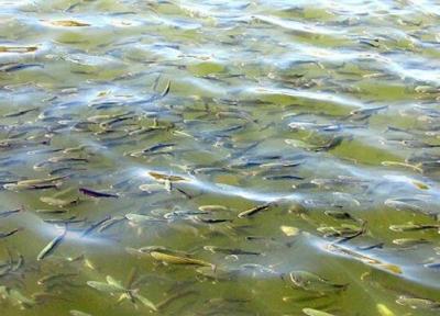 تکثیر طبیعی ماهیان استخوانی در 4 رودخانه گیلان