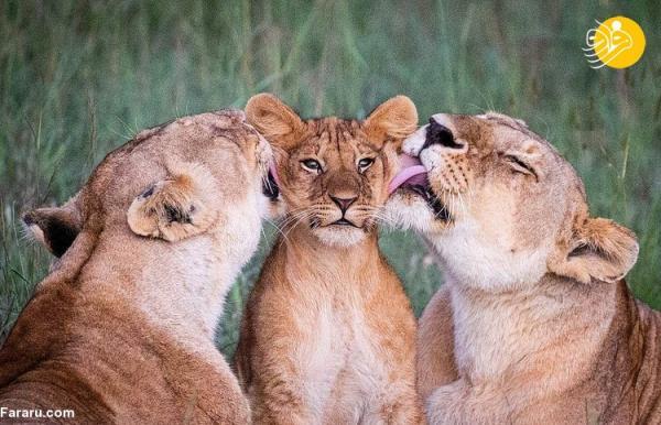 عکس های دلچسب از لیس زدن بچه شیر توسط دو ماده شیر