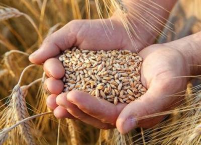 تصویب 163میلیارد و 800 میلیون تومان برای خرید گندم بذری