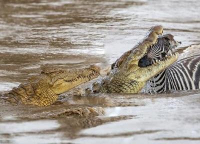 راز قدرت سهمگین تمساح در شکار حیوانات بزرگ چیست؟