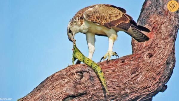 عقاب جنگی در حال خوردن تمساح روی درخت!