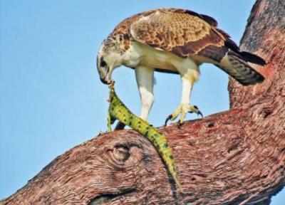 عقاب جنگی در حال خوردن تمساح روی درخت!