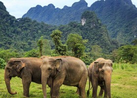 خانه فیل های پوکت