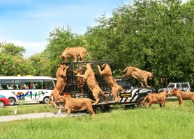 باغ وحش سافاری بانکوک