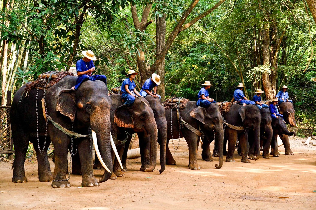 elephant camp chiang mai جاذبه های گردشگری چیانگ مای